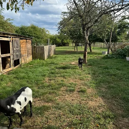 Chez Nath Dom wakacyjny Munchhouse